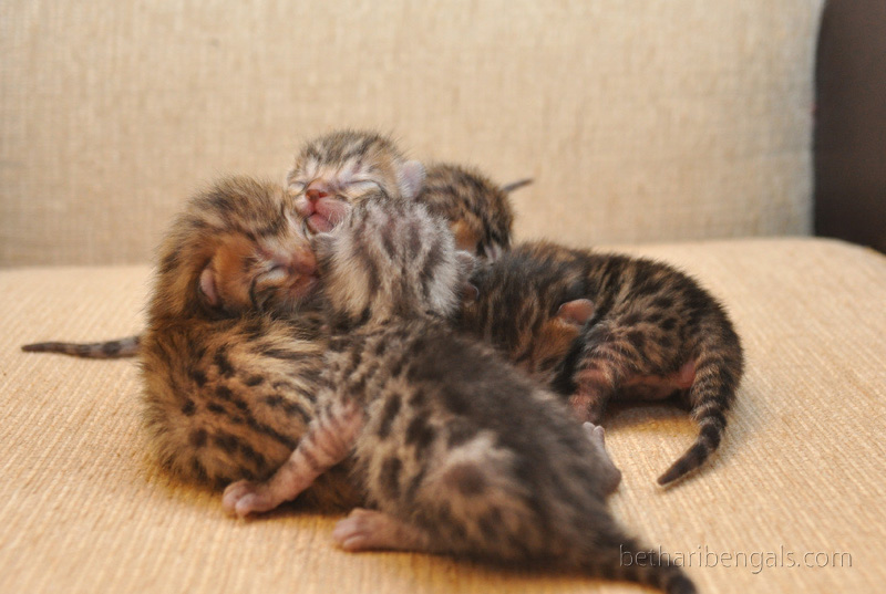 Bengal Cat Kitten